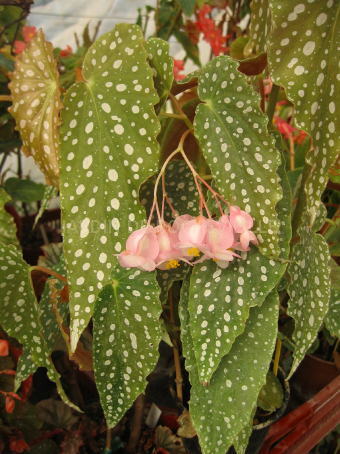 B. ‘Billy Jean’